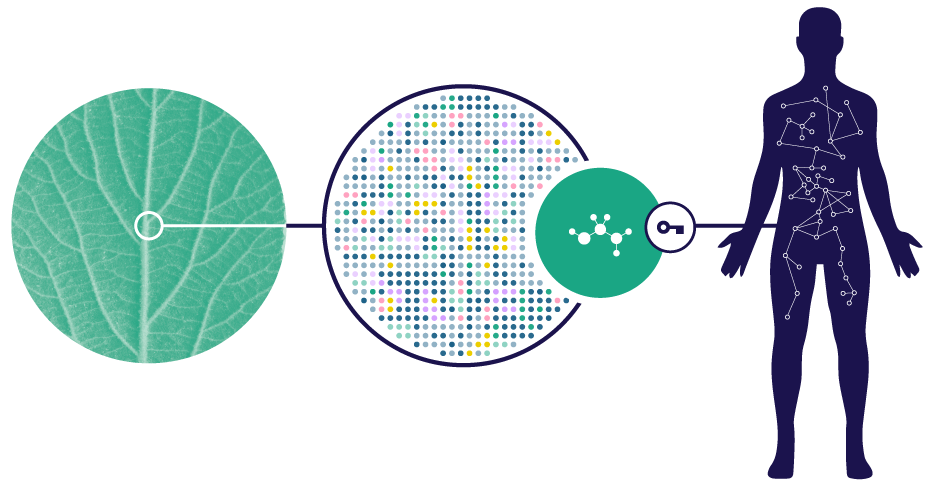 A graphic displaying a the outline of a human body, zooming in on a section of Anthromolecules — a privileged class of molecules with a history of safe, human consumption.